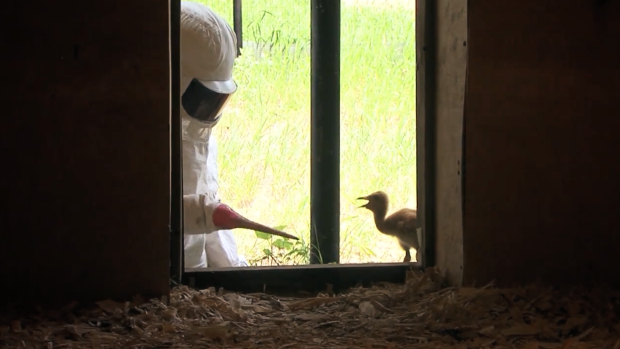 Возвращаю небу