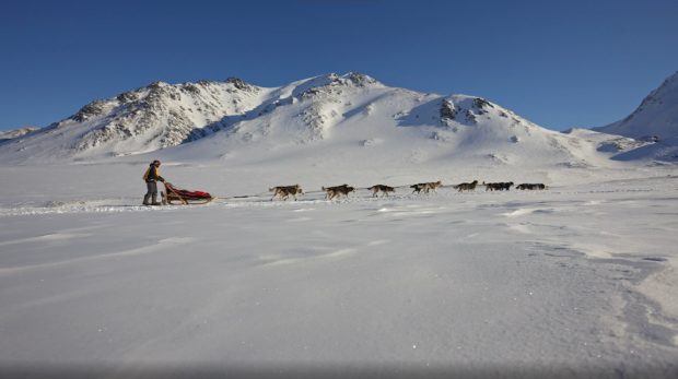 Снежные псы